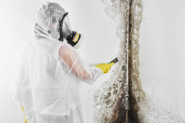 Best Emergency Mold Remediation in Nd Lake, WI
