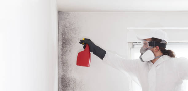Best Insurance-Related Mold Remediation in Nd Lake, WI