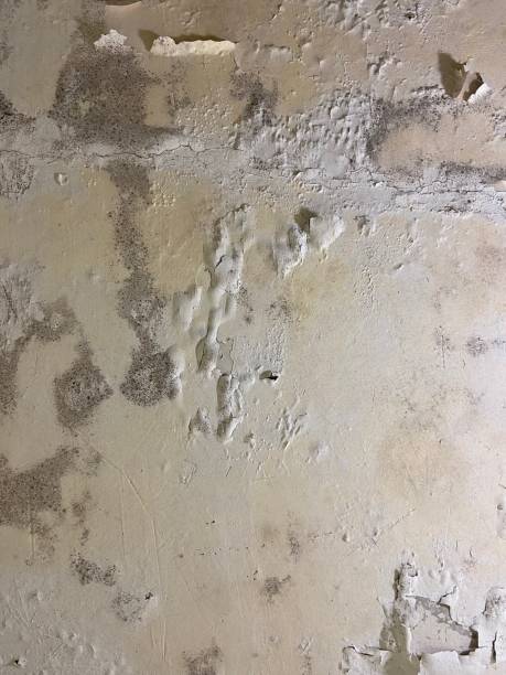 Best Industrial Mold Remediation in Nd Lake, WI