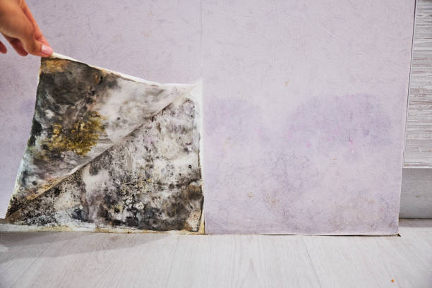 Best Health and Safety Mold Remediation in Nd Lake, WI